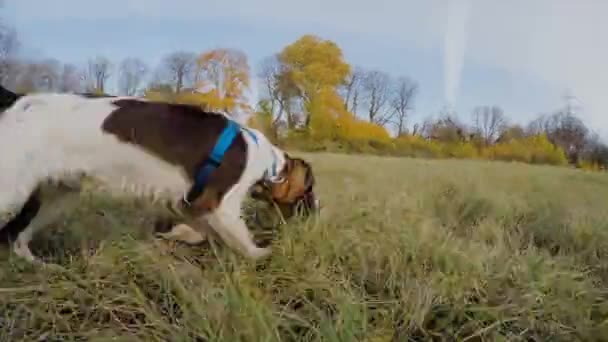 Vista Laterale Del Cane Che Corre Sull Erba Nel Parco — Video Stock