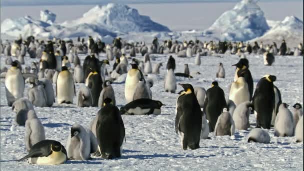 Колония Пингвинов Императоров Остров Сноухилл Антарктида — стоковое видео
