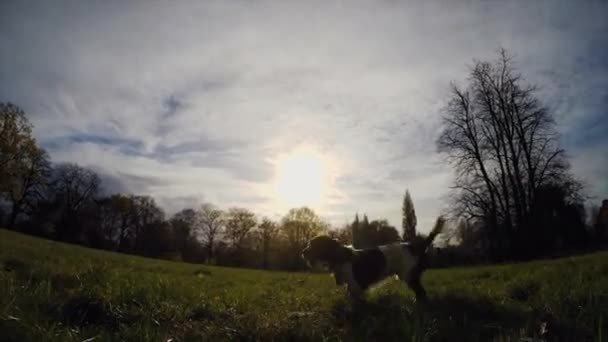 Chien Jouant Attrapant Balle Sur Prairie Parc — Video