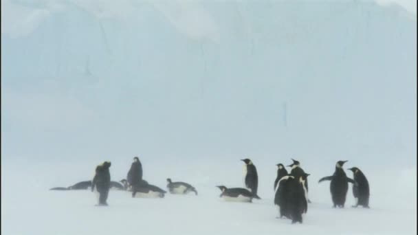 帝企鹅滑行 雪山岛 南极洲 — 图库视频影像