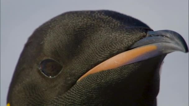 Cabeza Pingüino Emperador Isla Snowhill Antártida — Vídeos de Stock