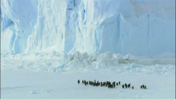 Colônia Pinguins Imperador Iceberg Ilha Snowhill Antártida — Vídeo de Stock