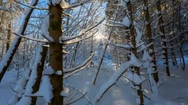 Winterwald tagsüber mit Sonnenlicht 
