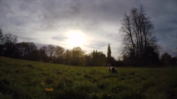 Σκύλος Παίζει Και Πιάνει Μπάλα Στο Γκαζόν — Αρχείο Βίντεο