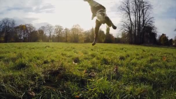 Dog Catching Ball Park Lawn — Stock Video
