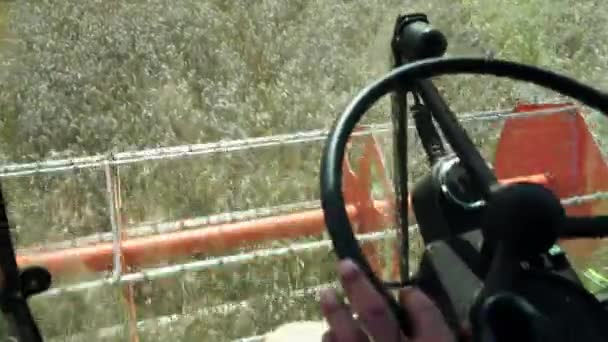 Orang Mengemudi Menggabungkan Panen Ladang Gandum — Stok Video