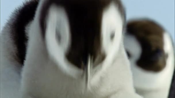 Joven Pingüino Emperador Isla Snowhill Antártida — Vídeo de stock