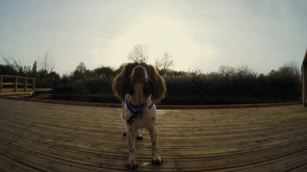 Retrato Cão Beco Parque — Vídeo de Stock