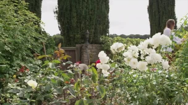 Vrouw Werkt Met Bloemen Tuin — Stockvideo