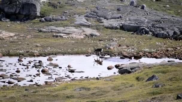 Caribe Salvaje Caminando Través Del Agua Cerca Del Glaciar Qualerallit — Vídeos de Stock