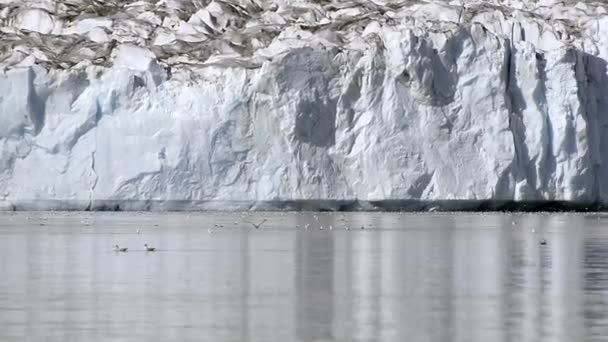 Aves Fiordo Frente Glaciar Qualerallit Groenlandia Del Sur Groenlandia — Vídeos de Stock