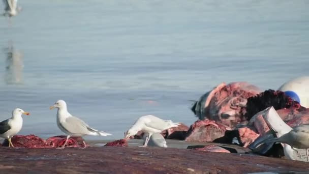 Mewy Jedzące Martwego Wieloryba Przez Fiord Południowa Grenlandia Grenlandia — Wideo stockowe