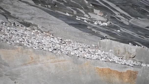 クアレアリト氷河 サウスグリーンランド グリーンランドの前の岩の上に立つカモメの群れ — ストック動画