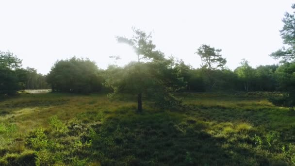 Пейзаж Деревами Лугом Вранці — стокове відео