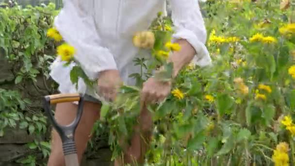 Mujer Madura Cortando Flores Jardín — Vídeos de Stock