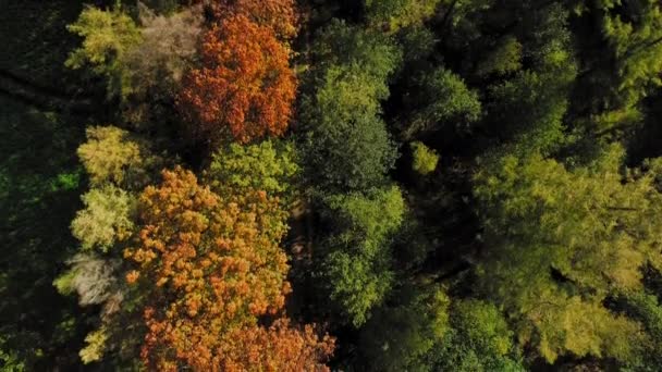 Vista Aérea Los Árboles Bosque Otoño — Vídeos de Stock