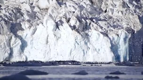 Kvinna Havskajakpaddling Och Flock Fåglar Som Flyger Framför Qualerallit Glacier — Stockvideo