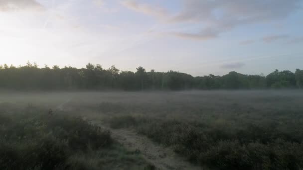 Ομίχλη Πάνω Από Λιβάδι Πρωί — Αρχείο Βίντεο