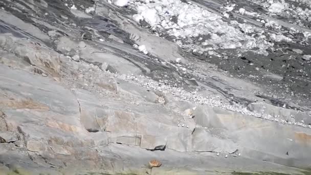 クアレリト氷河 サウスグリーンランド グリーンランドの前を飛ぶカモメの群れ — ストック動画