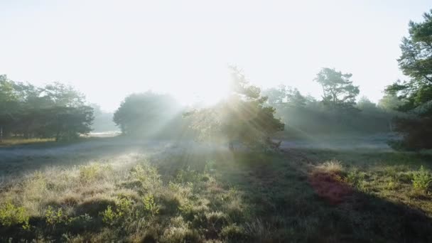 Пейзаж Деревьями Лугом Утром — стоковое видео