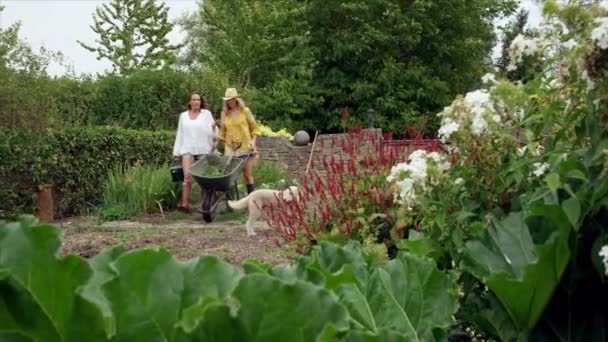 Women Wheelbarrow Planning Garden Layout — Stockvideo