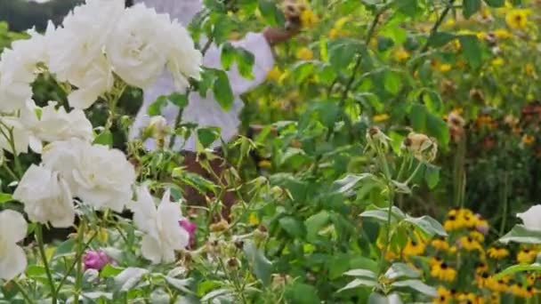 Mulher Coletando Flores Jardim — Vídeo de Stock