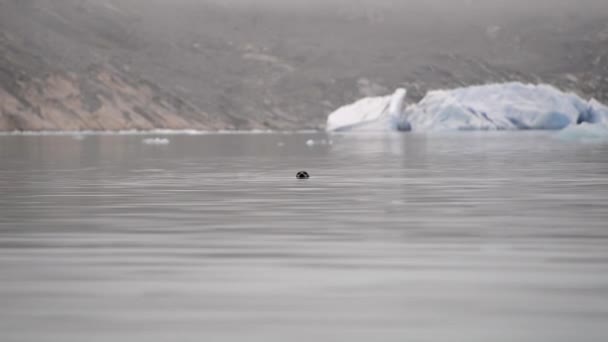 Foca Che Nuota Nel Fiordo Groenlandia Meridionale Groenlandia — Video Stock