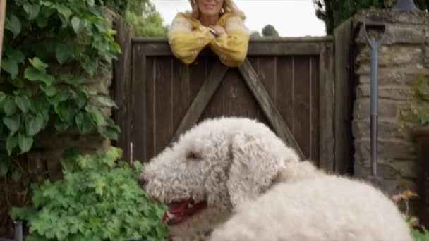 MS TS Woman stroking dog over gate / Dinton, Wiltshire, United Kingdom — Stock Footage Woman Stroking Dog Gate Dinton Wiltshire United Kingdom Royalty Free Stock Video