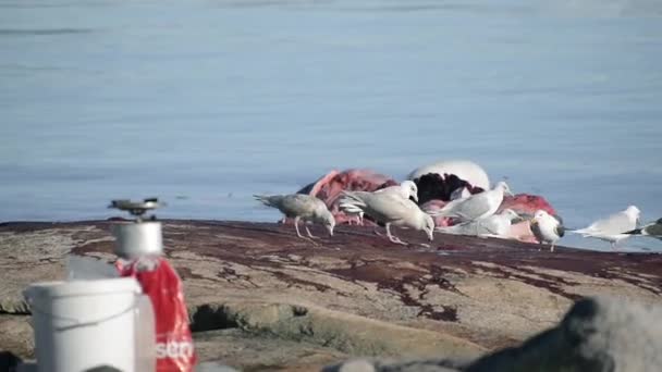 Gaivotas Comendo Baleia Morta Por Fiorde Groenlândia Sul Groenlândia — Vídeo de Stock