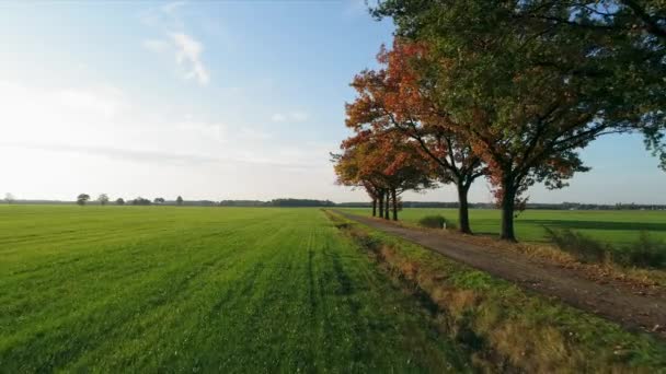 Árboles Carretera Paisaje Rural Otoño Chaam Noord Brabant Países Bajos — Vídeo de stock