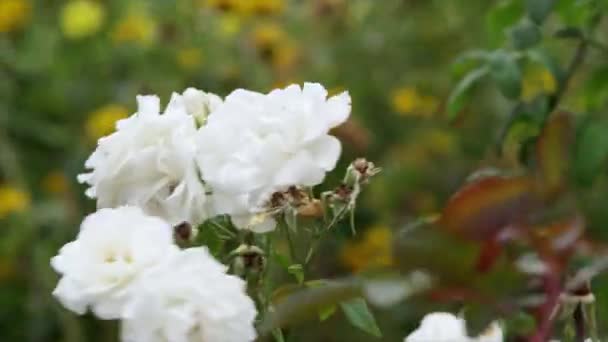 白花在风中摇曳 英国威尔特郡丁顿 — 图库视频影像