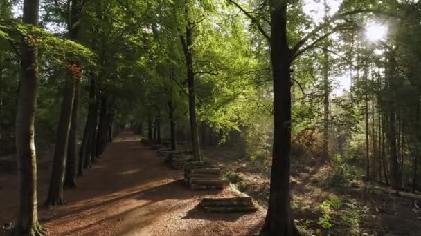 Stacks Wooden Logs Summer Forest — Stock Video