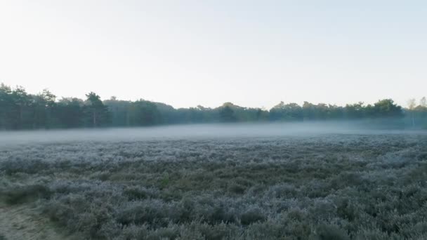 Vue Panoramique Brouillard Sur Prairie Matin — Video