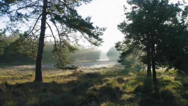 Пейзаж Деревами Лугом Вранці — стокове відео