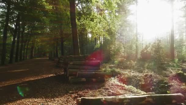 Stacks Wooden Logs Summer Forest — Stock Video