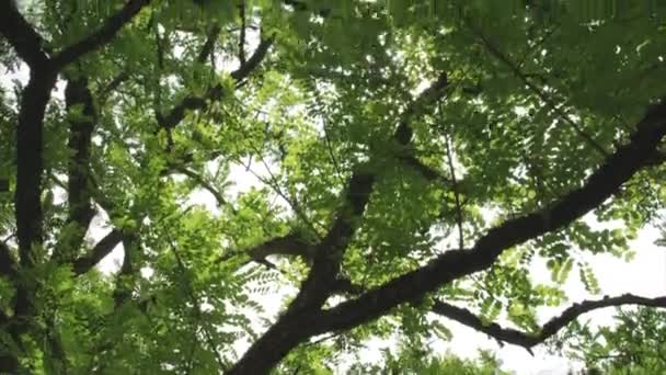 Sun Shining Tree Branches Dinton Wiltshire Zjednoczone Królestwo Wielkiej Brytanii — Wideo stockowe