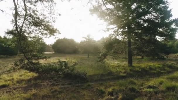 Landscape Trees Meadow Morning — Stock Video
