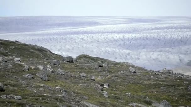 Wilder Karibus Läuft Vor Qualitativ Beleuchtetem Gletscher Südgrönland Grönland — Stockvideo