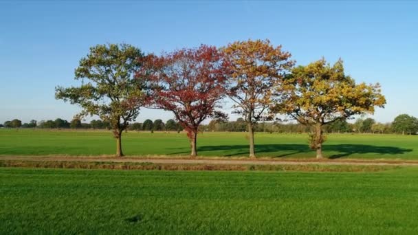 Drzewa Wiejskim Krajobrazie Jesienią Chaam Noord Brabant Holandia — Wideo stockowe