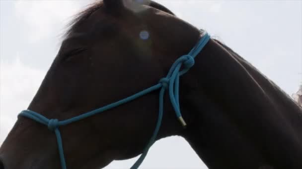 英国威尔特郡丁顿马背上坐着的妇女 — 图库视频影像