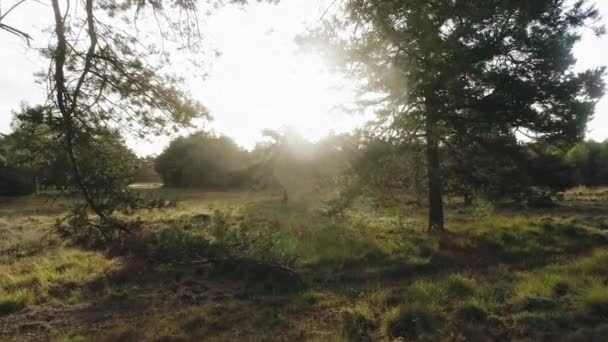Krajobraz Drzewami Łąką Rano — Wideo stockowe