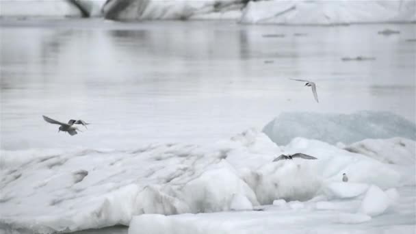 Arktická Záď Sterna Paradisaea Přeletující Ledovec Jokulsarlon Island — Stock video