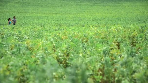 Hombre Mujer Corriendo Campo — Vídeo de stock