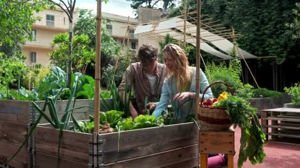 Jovem Casal Examinando Plantas Jardim Urbano — Vídeo de Stock