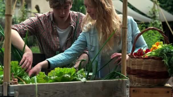 Young Couple Working Vegetable Urban Garden — Stock Video