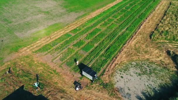 Experimentelle Landwirtschaft Mit Drohne Und Roboter Auf Dem Feld — Stockvideo