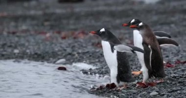 Yarım Ay Adası 'nda suya giren üç Gentoo pengueni (Pygoscelis papua). Antarktika
