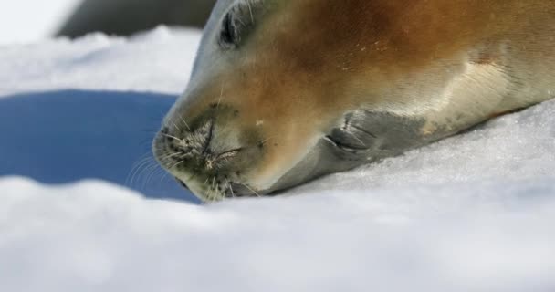 Selo Caranguejo Lobodon Carcinophaga Deitado Neve Damoy Point Península Antártica — Vídeo de Stock