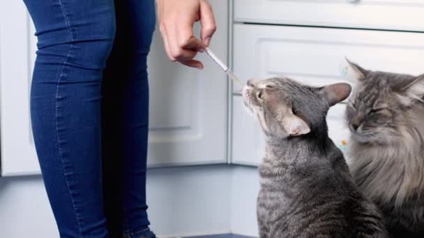 Mujer Dando Medicina Gato Tabby — Vídeos de Stock