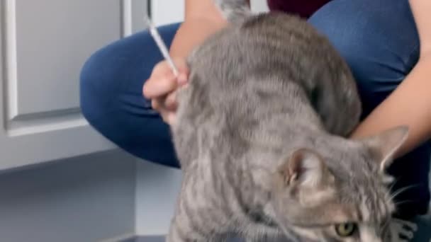 Mujer Dando Medicina Gato Tabby — Vídeo de stock